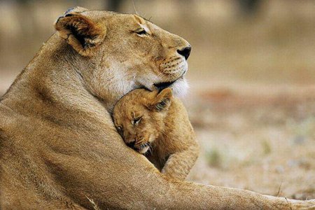 Top-10-Best-Wildlife-Photos5