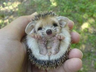 Top-10-Best-Wildlife-Photos6