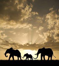 Top-10-Best-Wildlife-Photos8