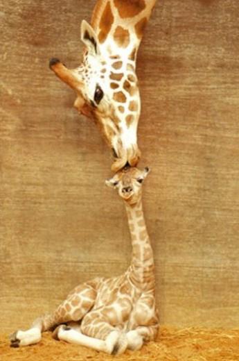 Top-10-Best-Wildlife-Photos9
