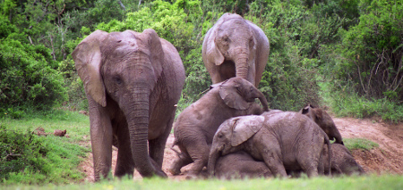 addo-elephant-national-park-elephants-playing addo-elephant-national-park-elephants-playing