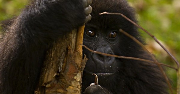adventure-tour-gorillas-and-lakes