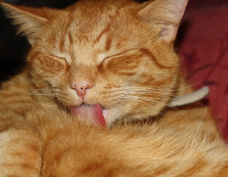 cat-furball
