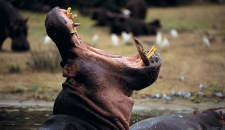 chobe-national-park-hippo-yawning chobe-national-park-hippo-yawning