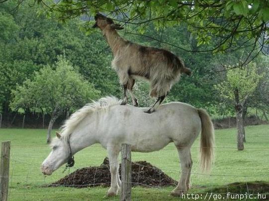 goat-on-horse