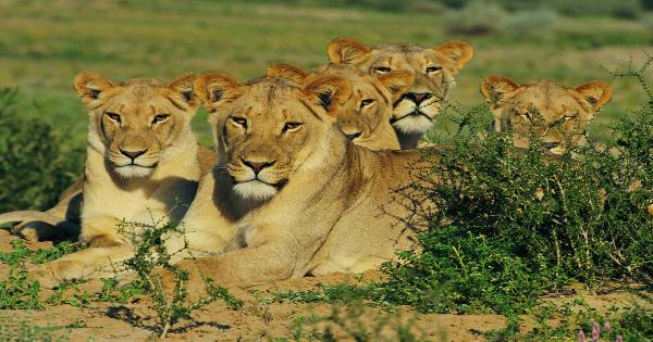 kruger-national-park-best-of-sa kruger-national-park-best-of-sa