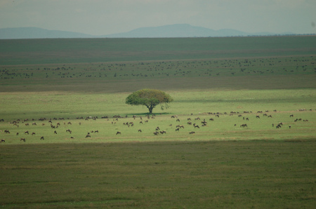 serengeti-landscape serengeti-landscape