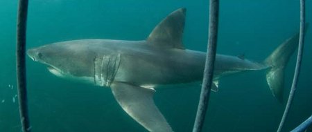 shark-cage-diving-ultimate-animals