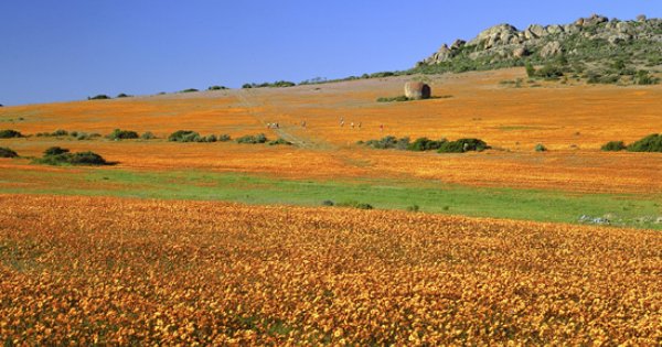 voortrekker-express voortrekker-express