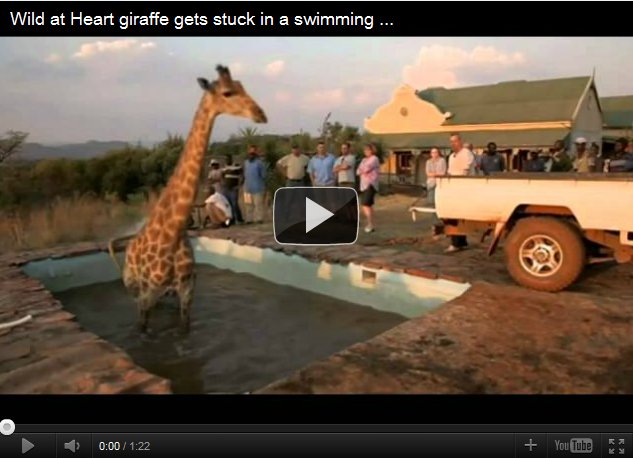 giraffe-rescued-from-swimming-pool Giraffe Rescued From Swimming Pool YouTube Video