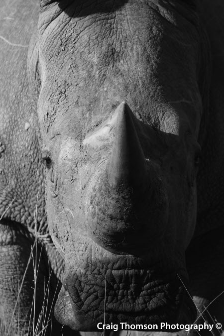Rhino