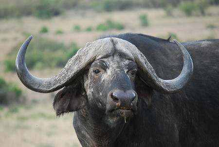 buffalo