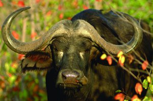 buffalo_big_five_safaris_in_africa