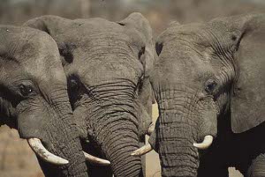 elephant_big_five_safaris_in_africa