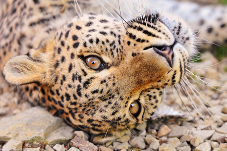 leopard