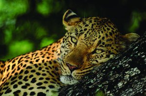 leopard_big_five_safaris_in_africa