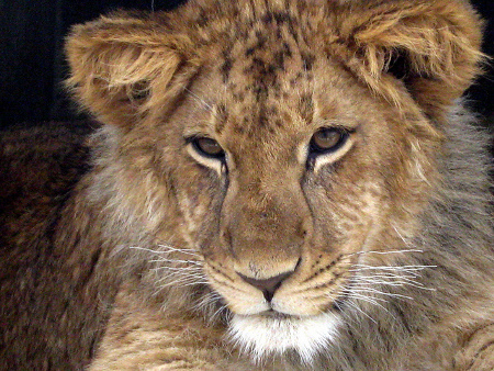 lion