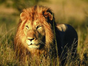 lion_big_five_safaris_in_africa