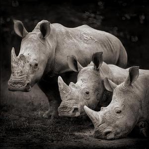 rhino_big_five_safaris_in_africa