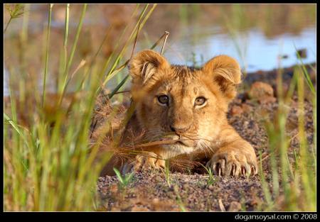 CUBS___II_by_dogansoysal