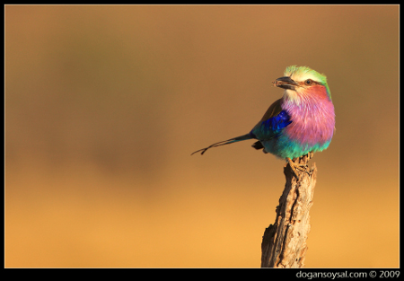 LILAC_BREASTED_ROLLER_by_dogansoysal