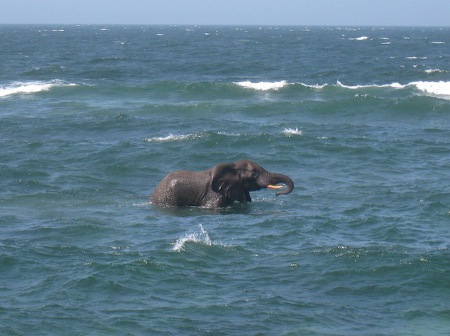elephant_at_Nuarro2 elephant_at_Nuarro2