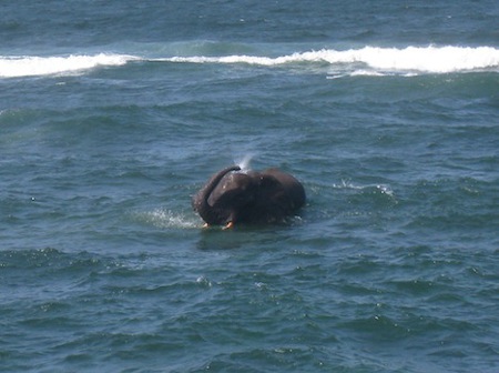 elephant_at_Nuarro3 elephant_at_Nuarro3