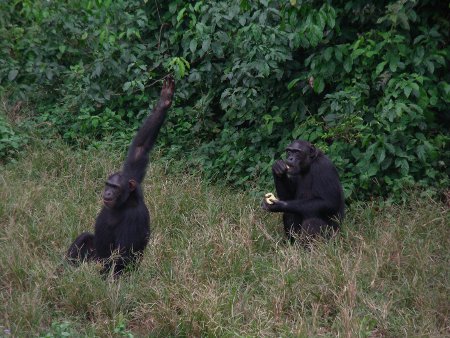 Chimanzees feeding in the Ngamba Island