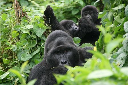 Gorilla_family_in_Bwindi
