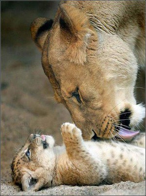 Kruger_National_Park_Safari_Wildlife Kruger_National_Park_Safari_Wildlife