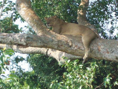 Tree_climbing_lioness