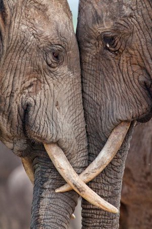 top_10_adorable_wildlife_photos (1)