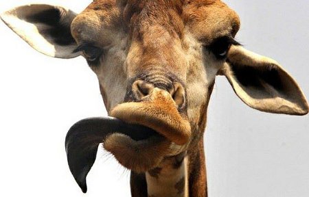 top_10_adorable_wildlife_photos (10)