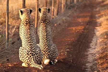 top_10_adorable_wildlife_photos (2)