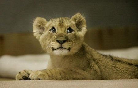 top_10_adorable_wildlife_photos (3)