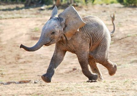 top_10_adorable_wildlife_photos (4)