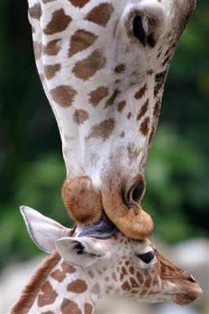 top_10_adorable_wildlife_photos (5)