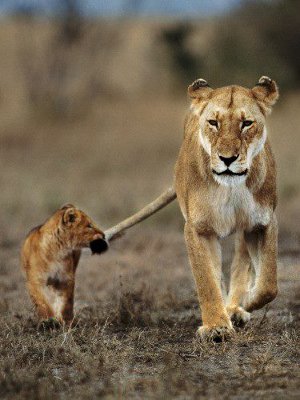 top_10_adorable_wildlife_photos (6)