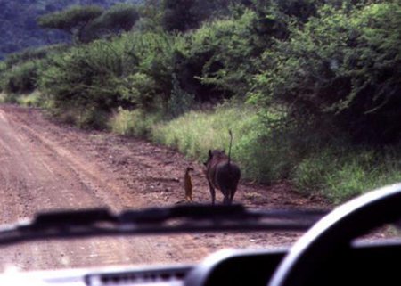 top_10_adorable_wildlife_photos (9)