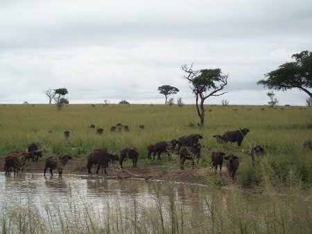 wildlife_in_Murchison_Falls_National_Park wildlife_in_Murchison_Falls_National_Park