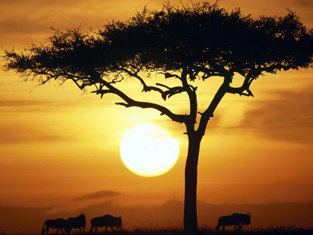 African_photography_blue wildebees_at_sunrise_masai_mara_kenya