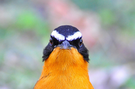 tour_southern_Africa_birdlife