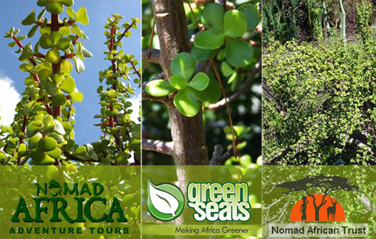 Green Travel Green Travel