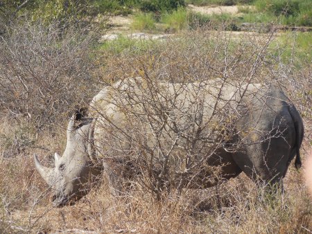 Effect_of_Rhino_Poaching_on_Tourism