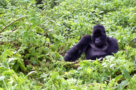 Uganda_safari_planning_tips
