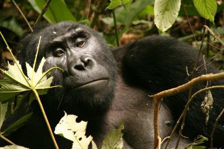 Uganda_safari_planning_tips2