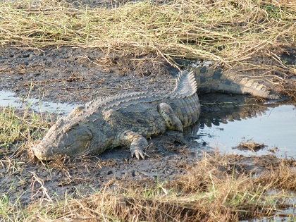 Central Africa Family Loop Tour in Photos Crocodile