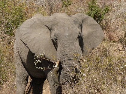 Central Africa Family Loop Tour in Photos Elephant