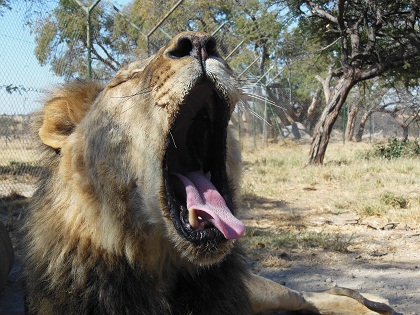 Central Africa Family Loop Tour in Photos Lion