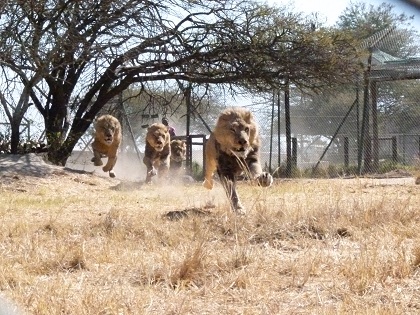 Central Africa Family Loop Tour in Photos Lions